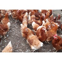 WARREN  Large fowl Hybrid Fertile eggs 